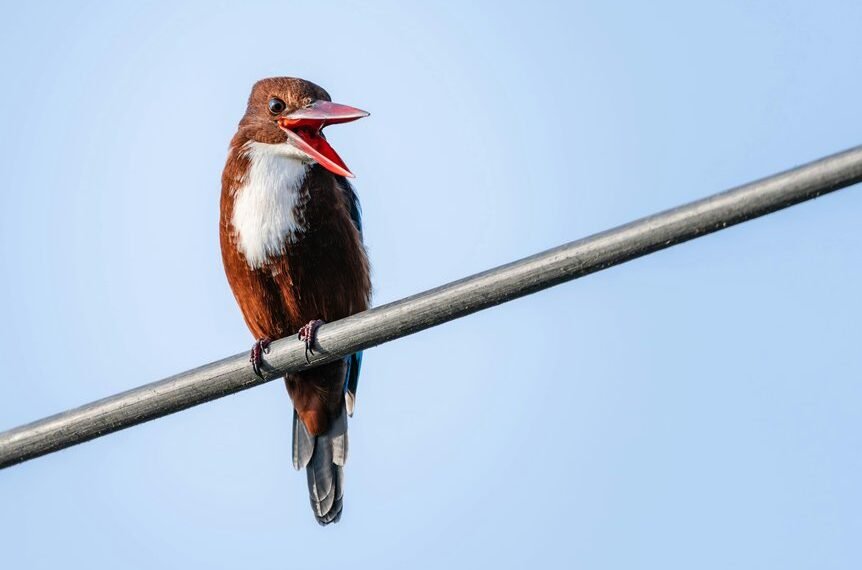 public complaint about calls