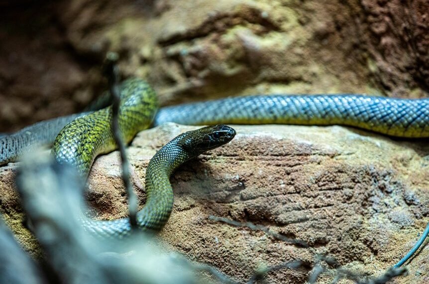 world s longest snake discovered